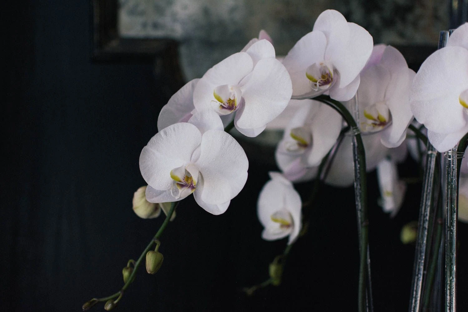 Subtle Elegance 5 Subtle Elegance - Image 3