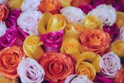 Summer Roses 7 Summer Roses -Flower Gift Shop sumc26m summer roses reshoot 1 of 5