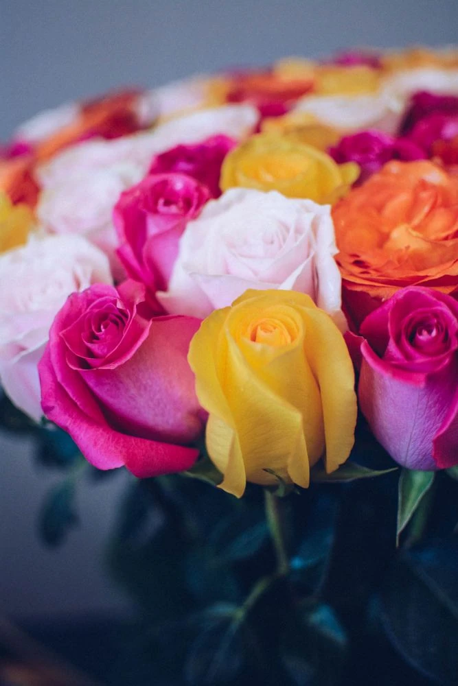 Summer Roses 4 Summer Roses - Image 2