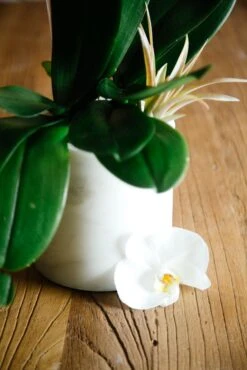 Swans Feather 7 Swans Feather -Flower Gift Shop swansfeather