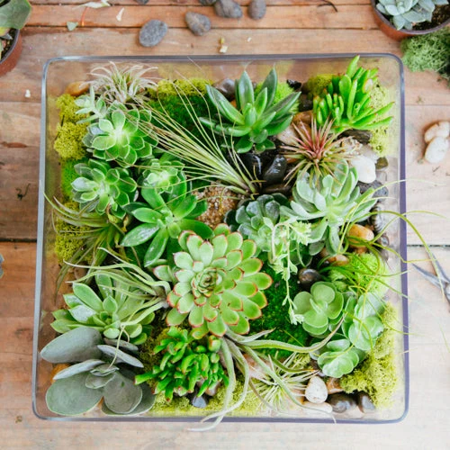 The Amazon 3 The Amazon