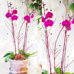 Orchids In Terra Cotta Pot