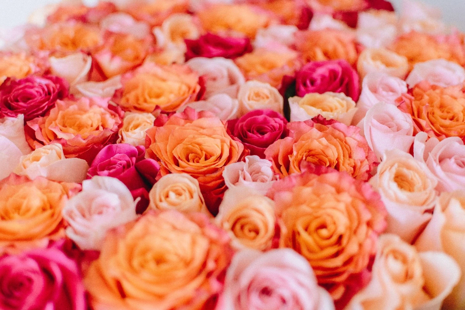 The Flower Pot 4 The Flower Pot - Image 2