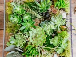 The Amazon 8 The Amazon -Flower Gift Shop theamazon1