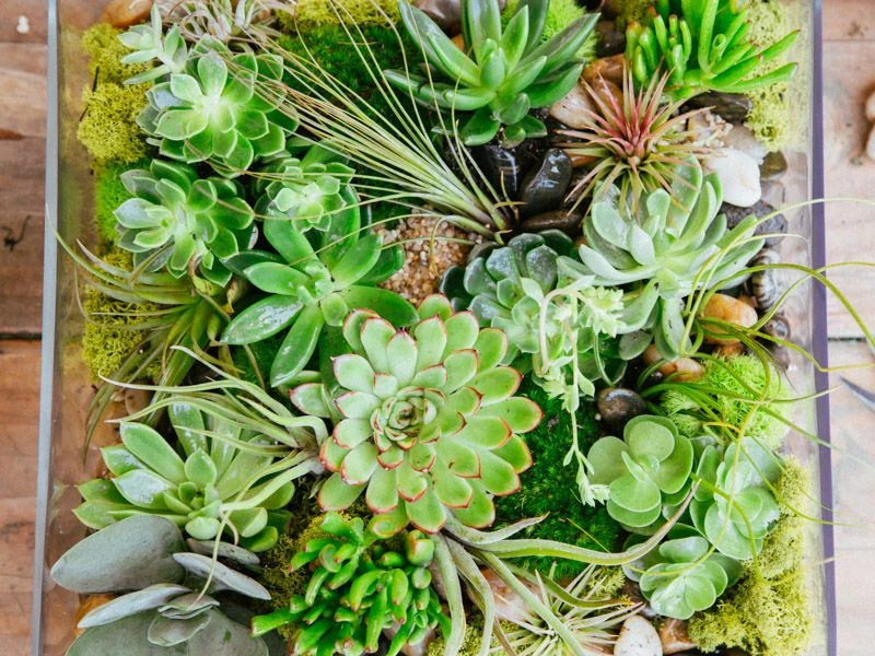 The Amazon 5 The Amazon - Image 3