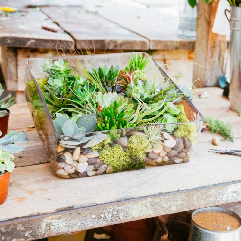 The Amazon 6 The Amazon - Image 4