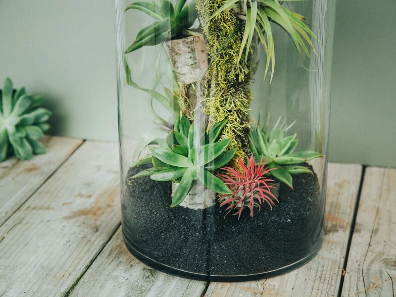 The Amazonian Touchstone 4 The Amazonian Touchstone - Image 2