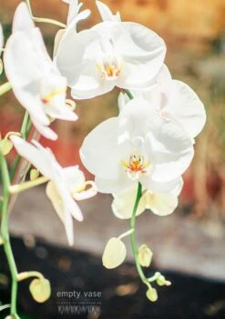 The Aristocrat -Flower Gift Shop thearistocrat1