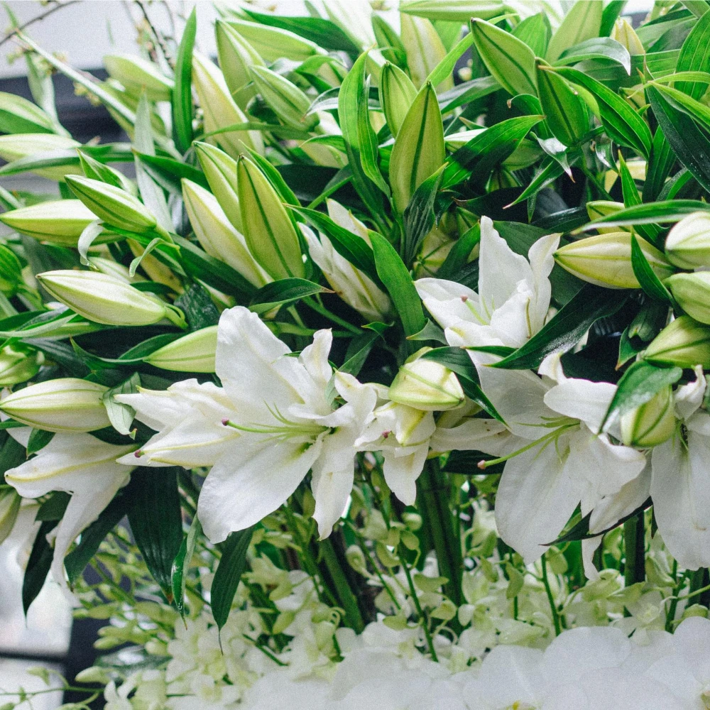 The Casablanca Rainforest 4 The Casablanca Rainforest - Image 2