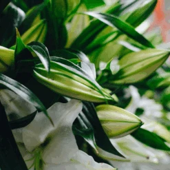 The Casablanca Rainforest 8 The Casablanca Rainforest -Flower Gift Shop thecasablancarainforest1