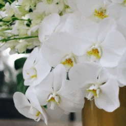 The Casablanca Rainforest 9 The Casablanca Rainforest -Flower Gift Shop thecasablancarainforest2