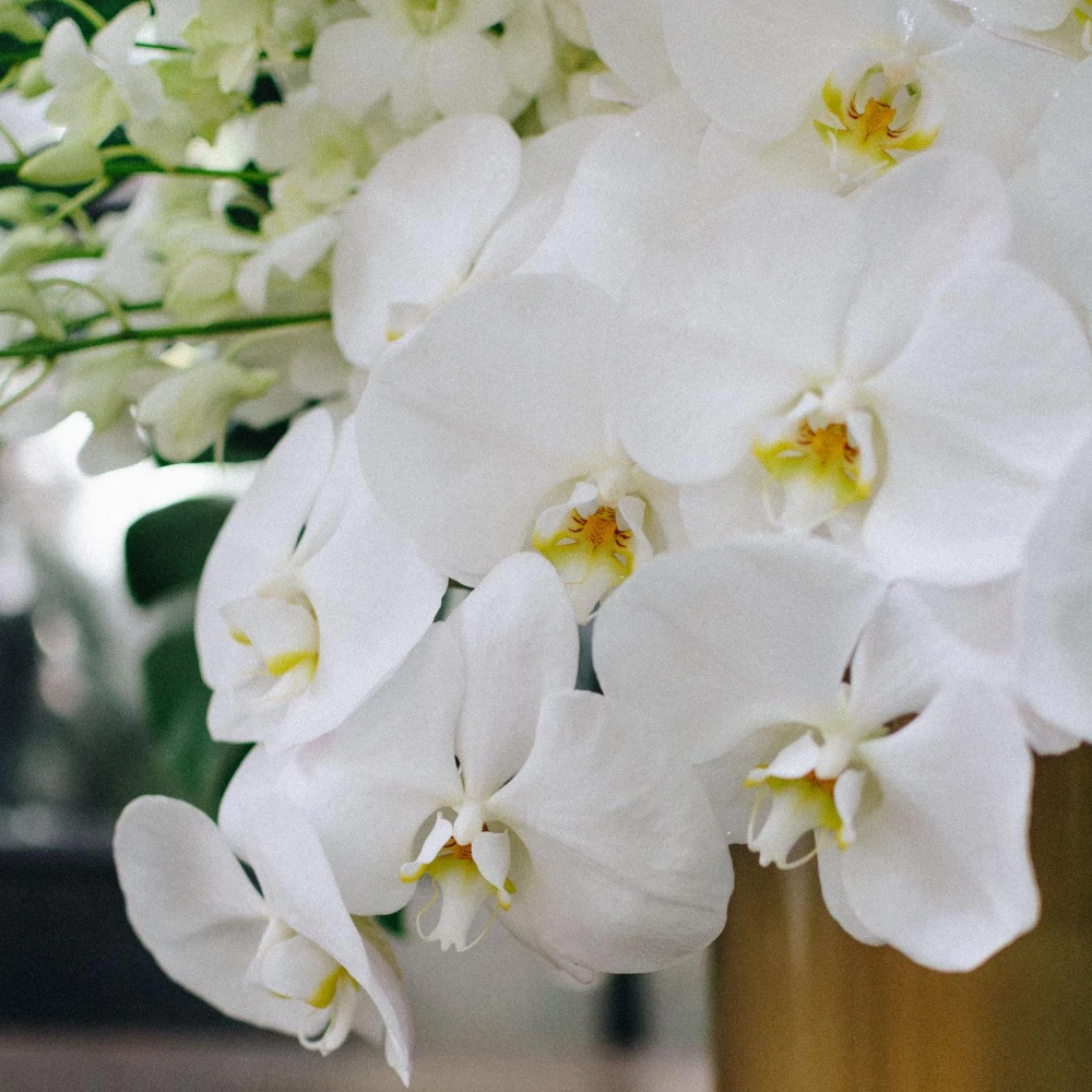 The Casablanca Rainforest 6 The Casablanca Rainforest - Image 4