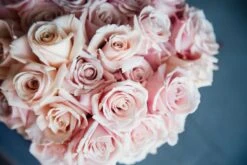 The Charlotte 7 The Charlotte -Flower Gift Shop thecharlotte