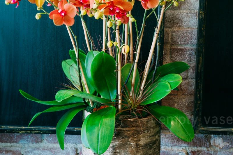 The Coral Orchid Lake 4 The Coral Orchid Lake - Image 2