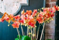 The Coral Orchid Lake 8 The Coral Orchid Lake -Flower Gift Shop thecoralorchidlake1