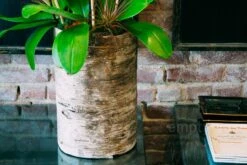 The Coral Orchid Lake 9 The Coral Orchid Lake -Flower Gift Shop thecoralorchidlake2