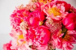 The Coral Princess -Flower Gift Shop thecoralprincess1