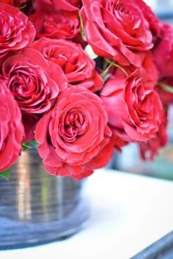 The Crimson Queen -Flower Gift Shop thecrimsonqueen2