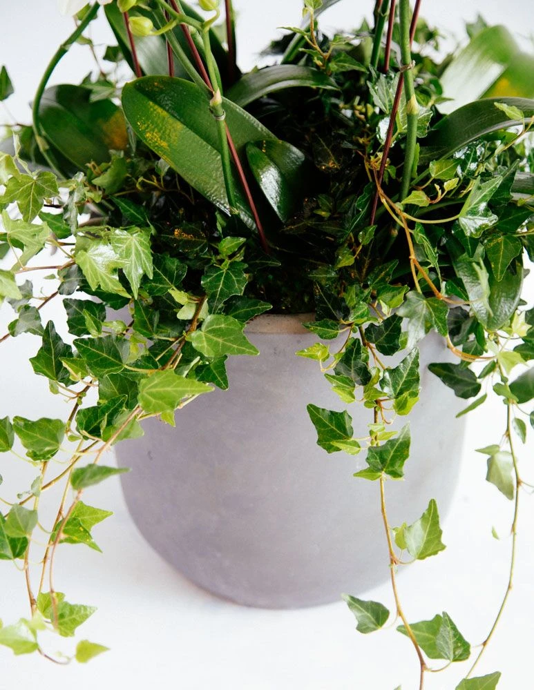 The Daydreamer's Dove 4 The Daydreamer's Dove - Image 2