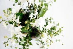 The Daydreamer's Dove 8 The Daydreamer's Dove -Flower Gift Shop thedaydreamersdove1