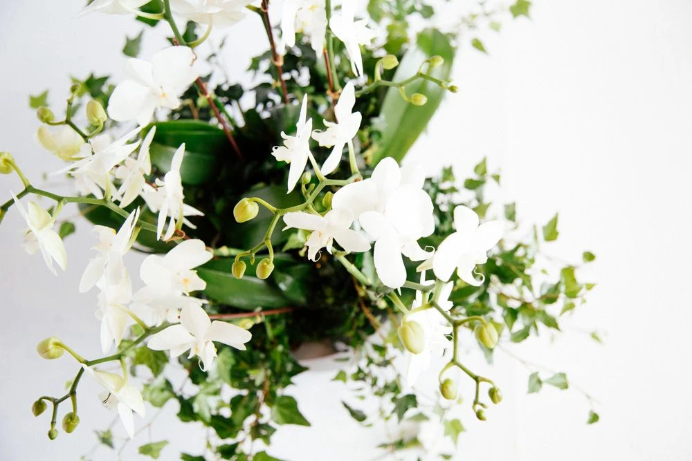 The Daydreamer's Dove 5 The Daydreamer's Dove - Image 3