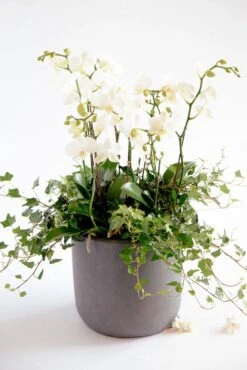 The Daydreamer's Dove 9 The Daydreamer's Dove -Flower Gift Shop thedaydreamersdove2