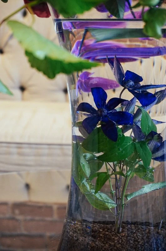 The Floating Orchid Dream 4 The Floating Orchid Dream - Image 2