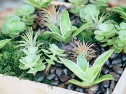 The Hinterland -Flower Gift Shop thehinterland1