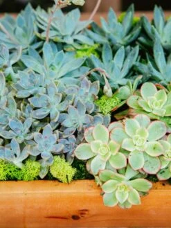 The Jungle -Flower Gift Shop thejungle1