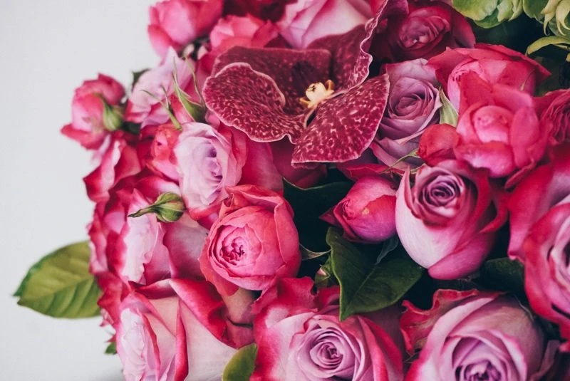 The Magenta Soiree 5 The Magenta Soiree - Image 3