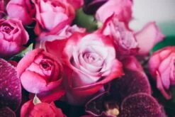 The Magenta Soiree 9 The Magenta Soiree -Flower Gift Shop themagentasoiree2