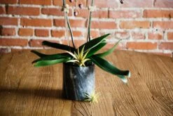 The Orchid Jewel -Flower Gift Shop theorchidjewel1