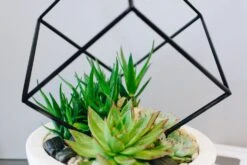 The Poly Plaza -Flower Gift Shop thepolyplaza1