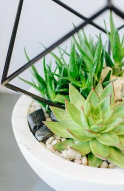 The Poly Plaza -Flower Gift Shop thepolyplaza2