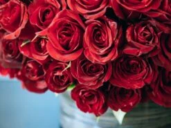 The Queen Of Thorns -Flower Gift Shop thequeenofthorns1