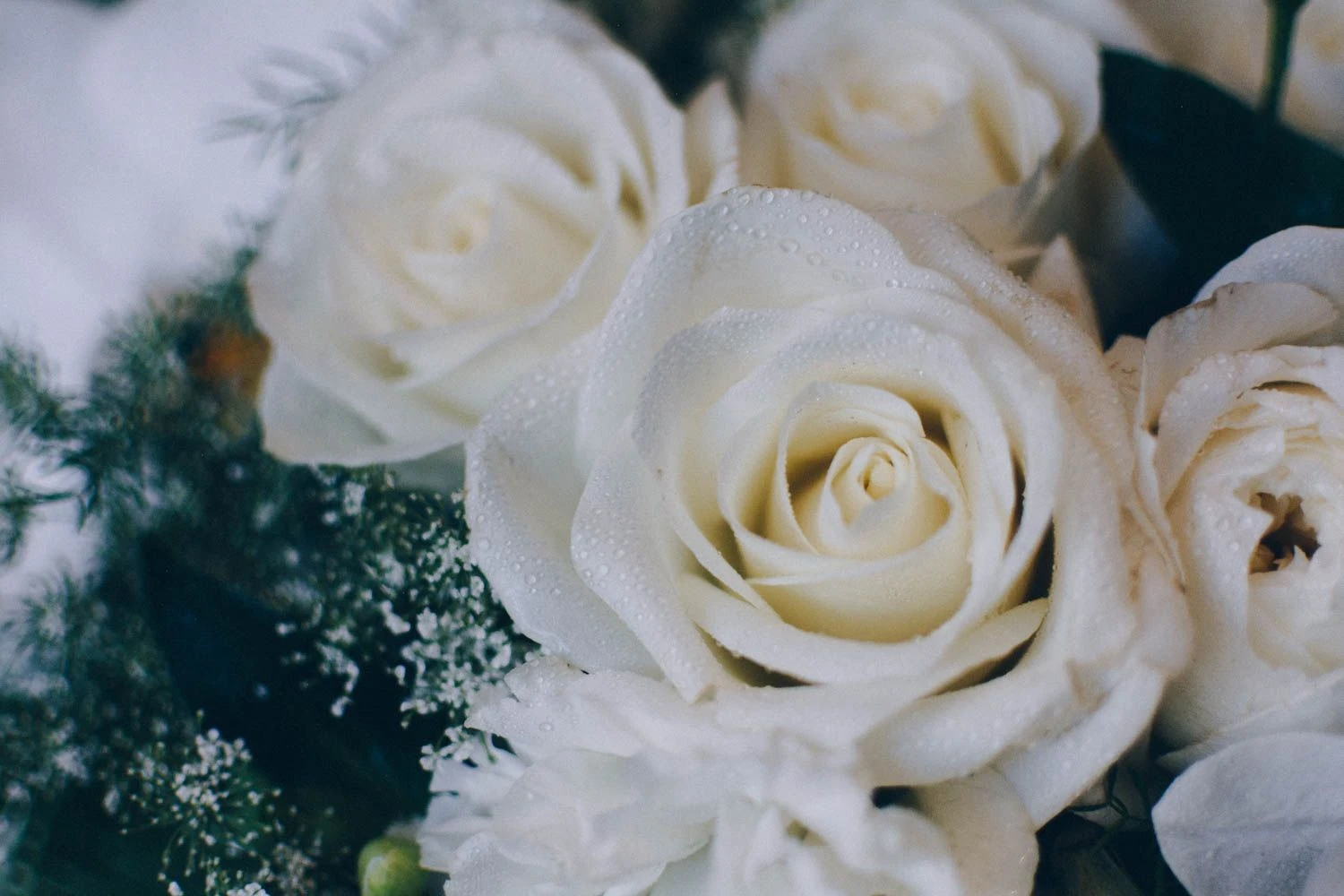 The Rainforest 4 The Rainforest - Image 2