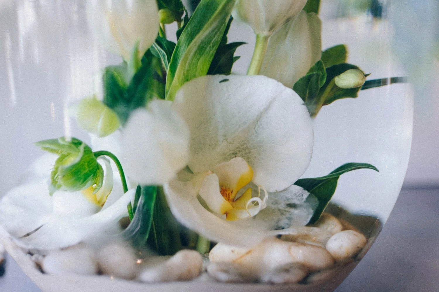 The Rainforest 6 The Rainforest - Image 4