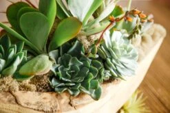 The River Spirit 8 The River Spirit -Flower Gift Shop theriverspirit1