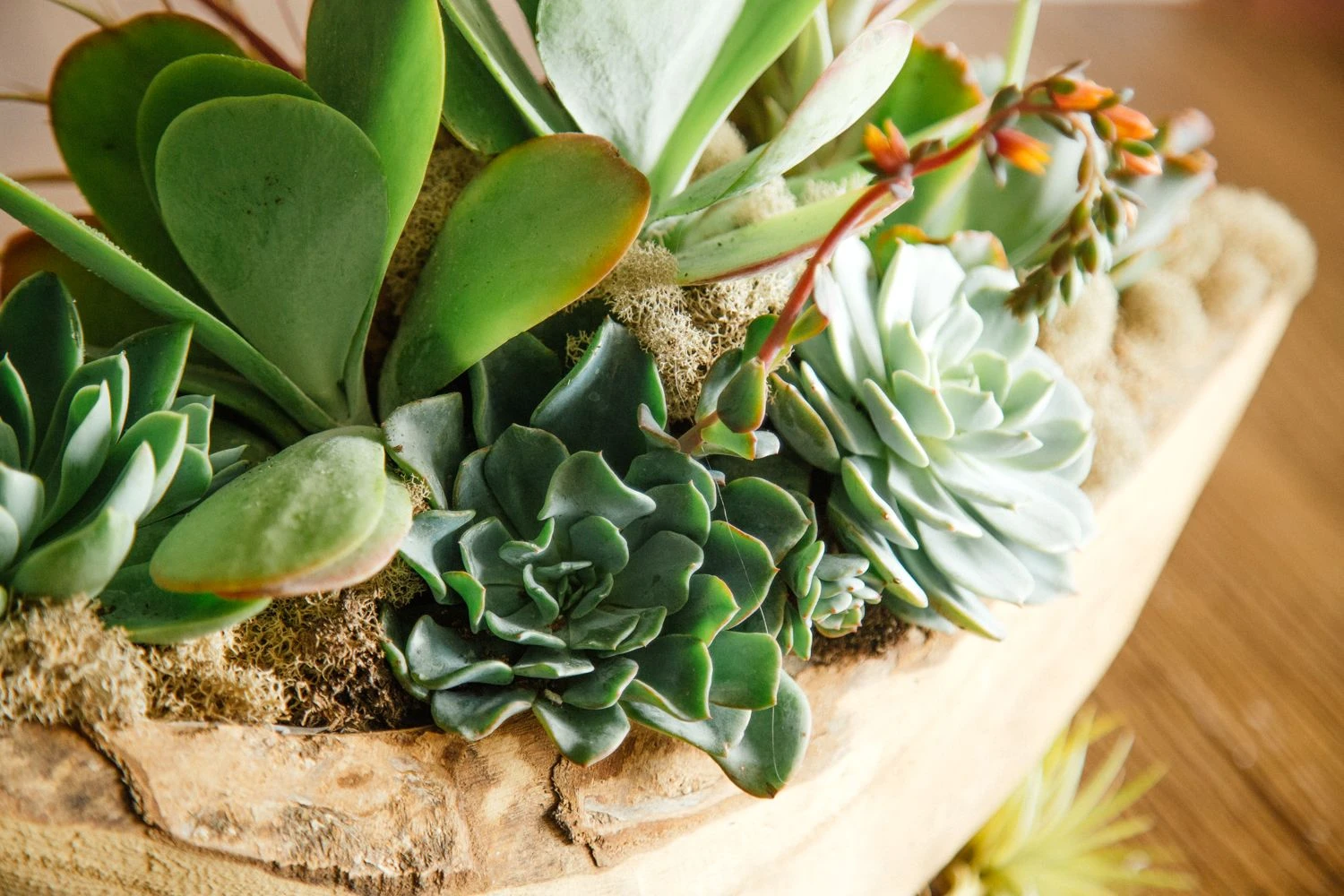 The River Spirit 5 The River Spirit - Image 3