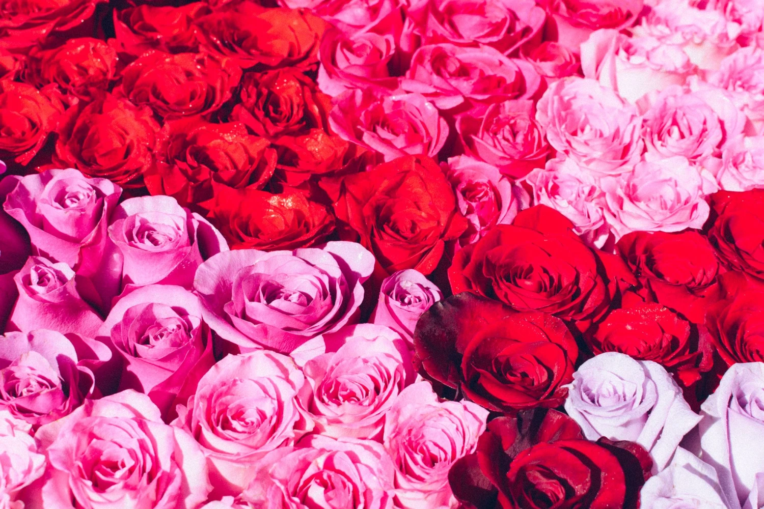 The Rose Kaleidoscope 5 The Rose Kaleidoscope - Image 3