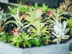 The Sacred Earth 8 The Sacred Earth -Flower Gift Shop thesacredearth1