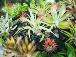 The Sacred Earth 9 The Sacred Earth -Flower Gift Shop thesacredearth2