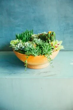 The Saharan Escape 9 The Saharan Escape -Flower Gift Shop thesaharanescape2