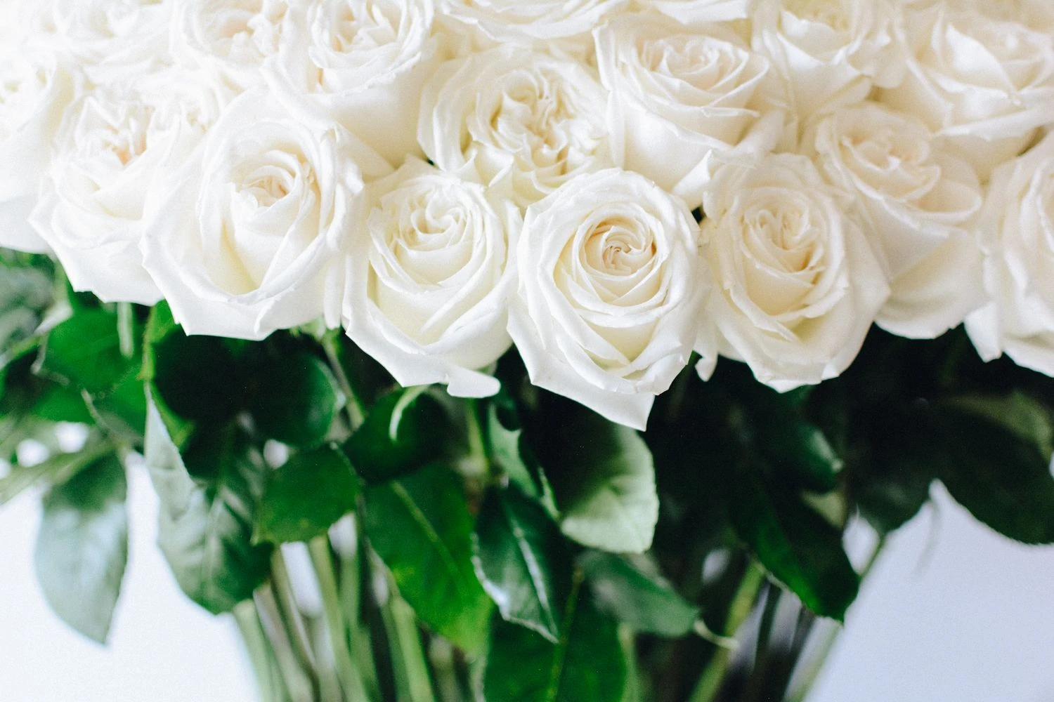 The Snow Dove 5 The Snow Dove - Image 3