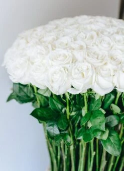 The Snow Dove 9 The Snow Dove -Flower Gift Shop thesnowdove2