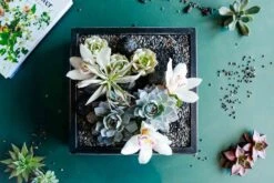 The Ukiyo 9 The Ukiyo -Flower Gift Shop theukiyo2