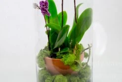 The Veiled Dream -Flower Gift Shop theveileddream2