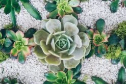 The White Sand Oasis -Flower Gift Shop thewhitesandoasis1