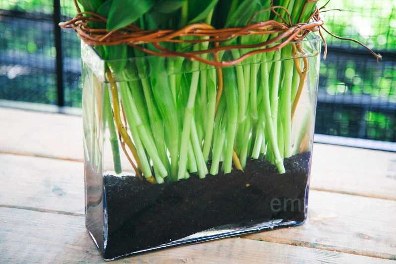 Midnight Tulip Magic 6 Midnight Tulip Magic - Image 4