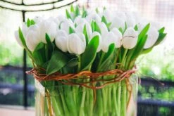 Midnight Tulip Magic 8 Midnight Tulip Magic -Flower Gift Shop tm042716 3